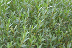 Salix lucida
