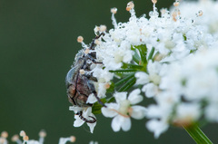 Hoplia parvula