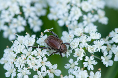 Hoplia parvula