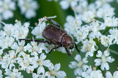 Hoplia parvula