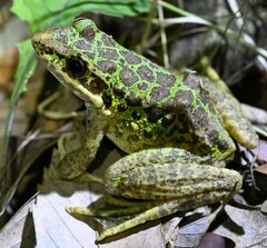 Odorrana tianmuii