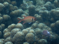 Myripristis