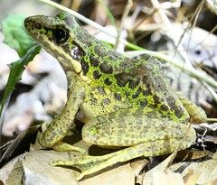 Odorrana tianmuii