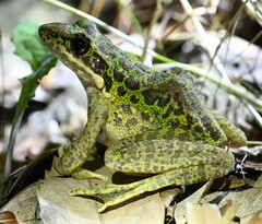 Odorrana tianmuii