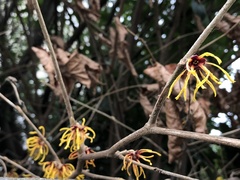 Hamamelis mollis