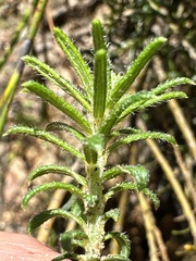 Phyllota squarrosa