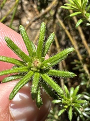 Phyllota squarrosa
