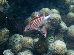 Sargocentron diadema