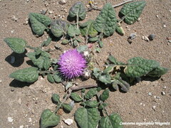 Crocodilium creticum