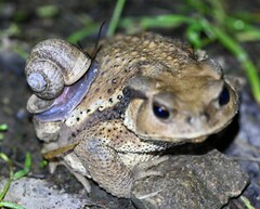 Cyclophorus martensianus