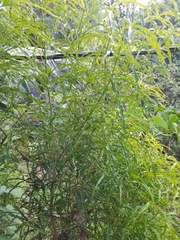 Melicope denhamii