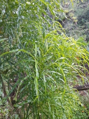 Melicope denhamii