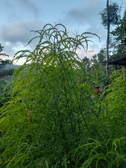 Melicope denhamii