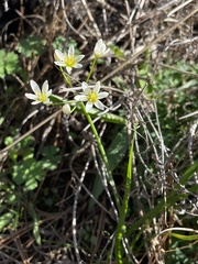 Nothoscordum bivalve