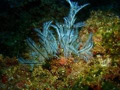 Macrorhynchia philippina