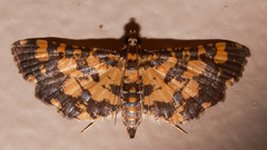 Eurrhyparodes tricoloralis