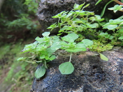 Pilea peploides major