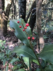 Alpinia intermedia