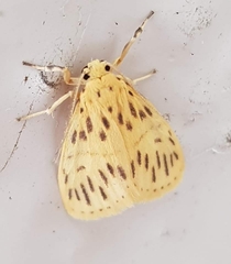 Miltochrista quadrata