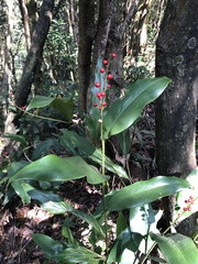 Alpinia intermedia
