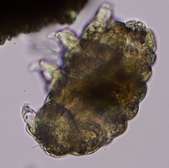 Tardigrada