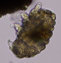 Tardigrada