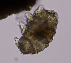Tardigrada