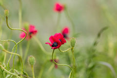 Papaver hybridum