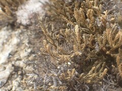 Selaginella sanguinolenta