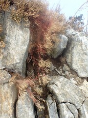 Selaginella sanguinolenta