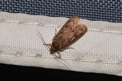 Hofmannophila pseudospretella