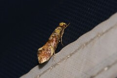 Monopis chrysogramma