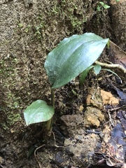 Cryptostylis arachnites