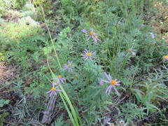 Galatella dahurica