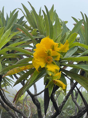 Hibbertia baudouinii