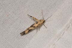 Stathmopoda melanochra