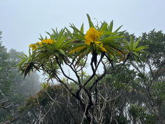 Hibbertia baudouinii