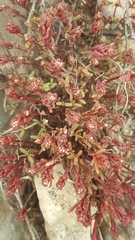 Sedum microcarpum