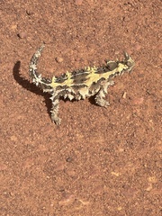 Moloch horridus