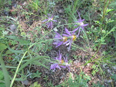 Galatella dahurica