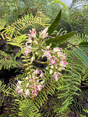 Parsonsia flexuosa
