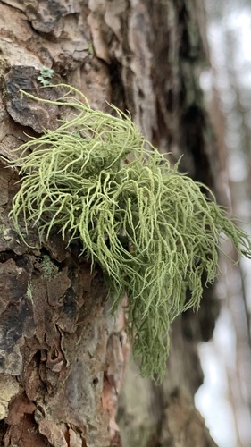 Bristly Beard Lichen