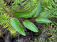 Parsonsia flexuosa