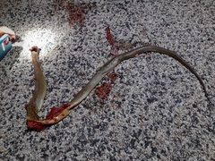 Pseudechis australis