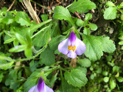 Mazus alpinus