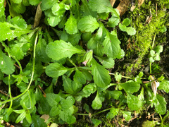 Mazus alpinus