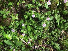 Mazus alpinus