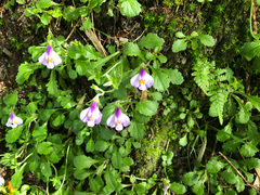 Mazus alpinus