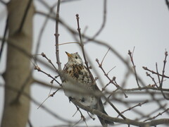 Turdus pilaris