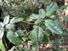 Dendropanax dentiger